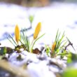 Metody skutecznej ochrony roślin przed mrozem: sprawdzone sposoby osłaniania roślin na okres zimowy