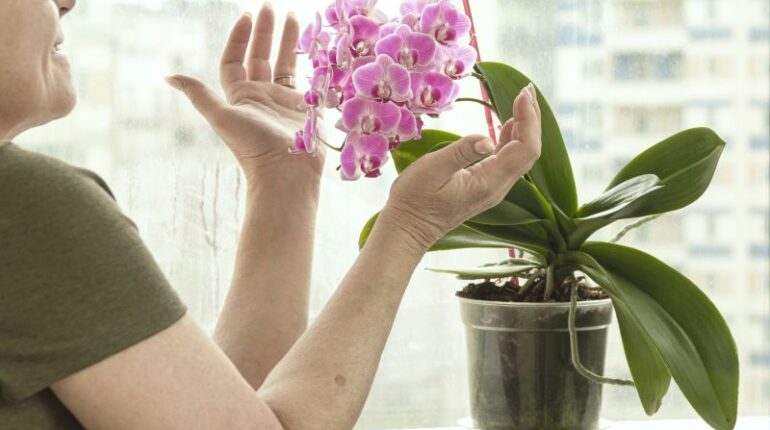 Uprawa pachnącej pelargonii - ozdobna i lecznicza roślina domowa